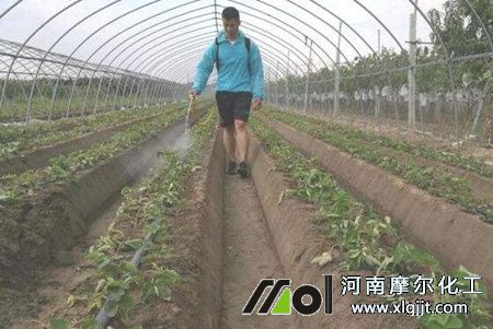 植物精油用法 植物精油用法