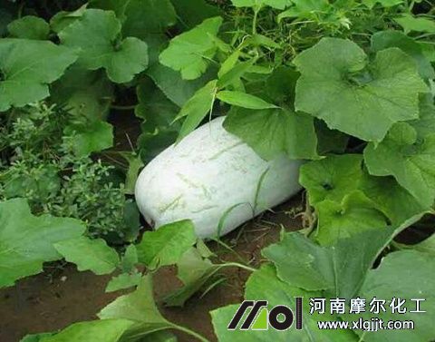 冬瓜葉面肥選擇 冬瓜葉面肥選擇