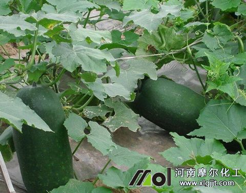 冬瓜葉面肥使用時間 冬瓜葉面肥使用時間