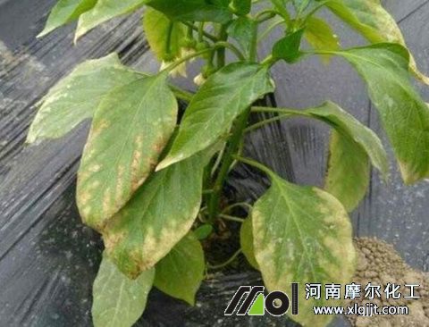 肥害恢復(fù)時(shí)間 肥害恢復(fù)時(shí)間