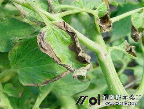 葉面肥肥害處理辦法 葉面肥肥害處理辦法