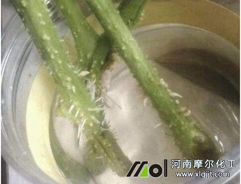 扦插生根 扦插生根