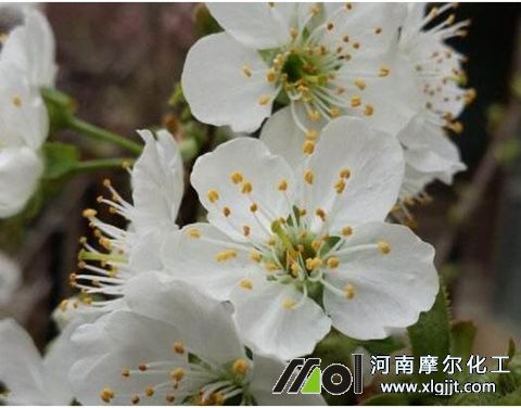 櫻桃開華前施肥 櫻桃開華前施肥