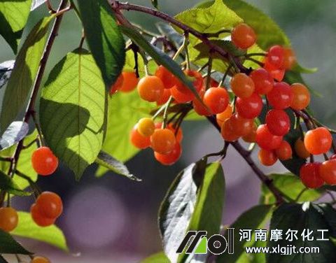 櫻桃結(jié)果期施肥 櫻桃結(jié)果期施肥