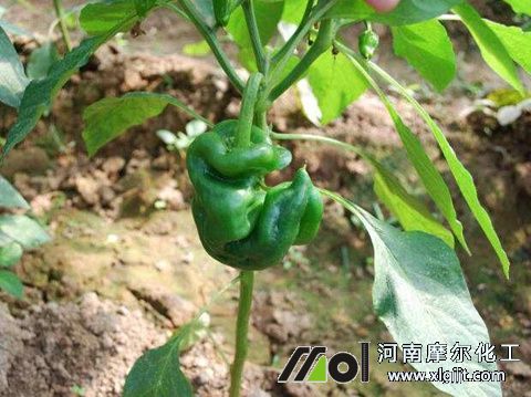 辣椒彎曲原因 辣椒彎曲原因