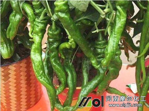 辣椒彎曲原因 辣椒彎曲原因