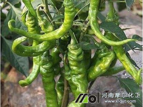 辣椒彎曲打什么葉面肥 辣椒彎曲打什么葉面肥