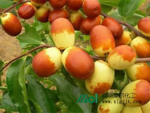 棗樹增產(chǎn)葉面肥 棗樹增產(chǎn)葉面肥