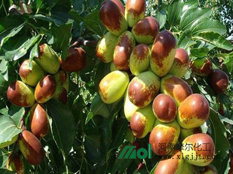 棗樹增產(chǎn)葉面肥 棗樹增產(chǎn)葉面肥