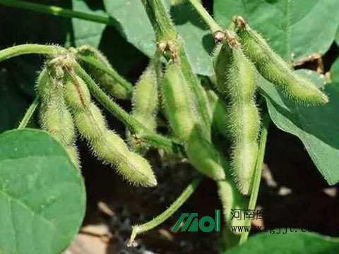 大豆落花落莢施肥 大豆落花落莢施肥