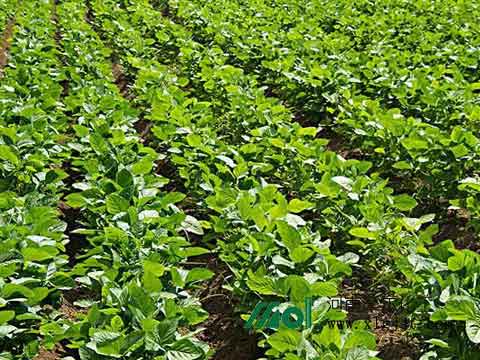 大豆有機肥 大豆有機肥