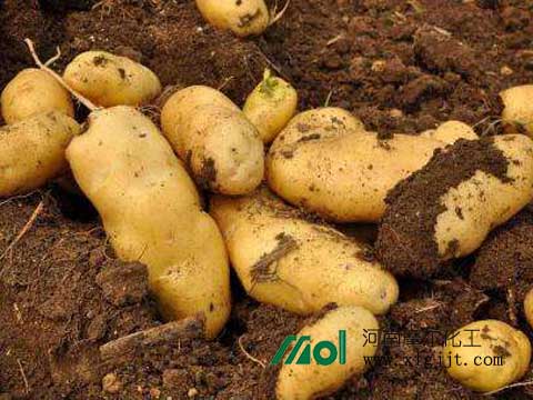 南方馬鈴薯施肥 南方馬鈴薯施肥