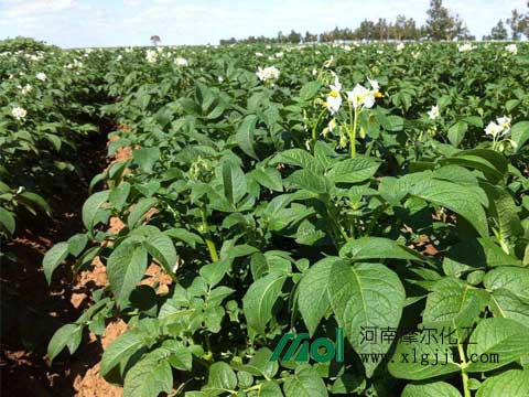 土豆噴施葉面肥 土豆噴施葉面肥