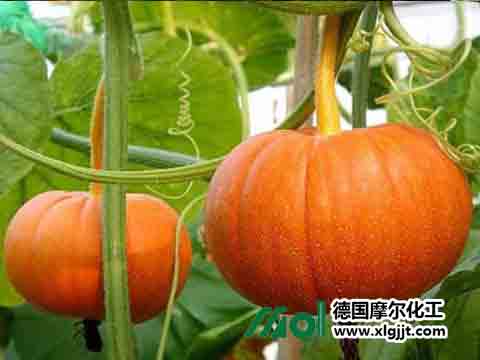 南瓜生長期 南瓜生長期