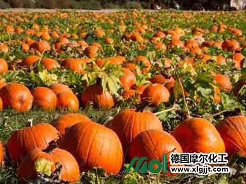 南瓜施肥技術(shù) 南瓜施肥技術(shù)