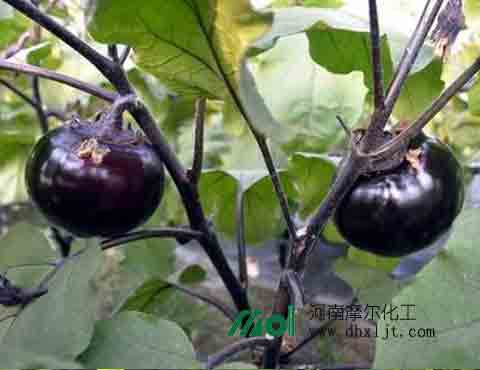 茄子苗期 茄子苗期