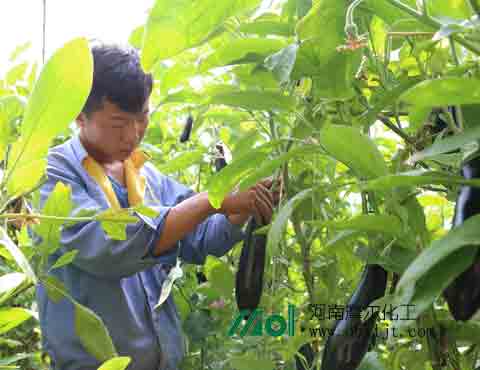 茄子施水溶肥 茄子施水溶肥