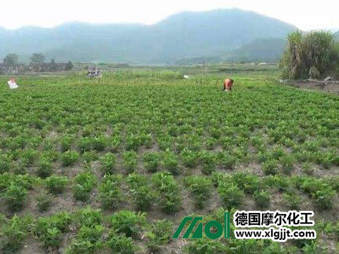 花生施肥技術(shù) 花生施肥技術(shù)