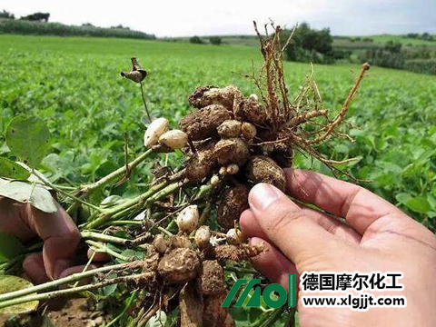 花生葉面肥 花生葉面肥