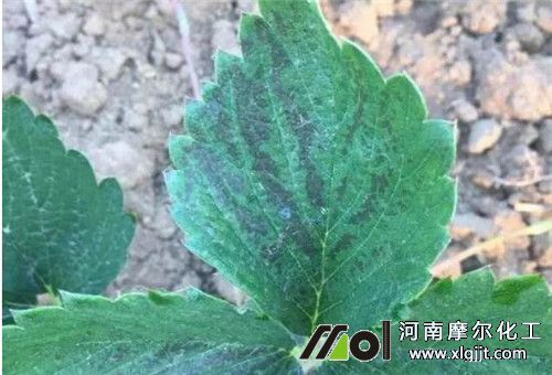 草莓藥害解救 草莓藥害解救