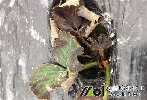 草莓藥害解救 草莓藥害解救