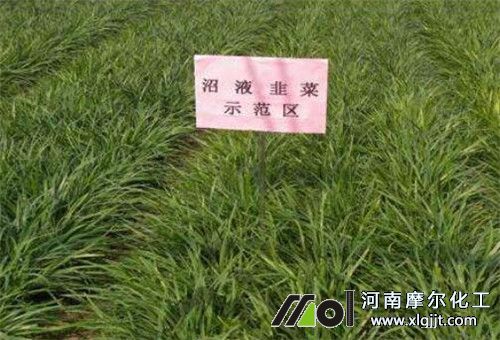 沼液用于韭菜追肥 沼液用于韭菜追肥