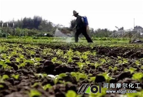 大田作物噴施葉面肥時(shí)間 大田作物噴施葉面肥時(shí)間