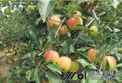 七八月果樹(shù)追葉面肥 七八月果樹(shù)追葉面肥