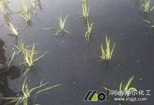 水稻僵苗現(xiàn)象 水稻僵苗現(xiàn)象