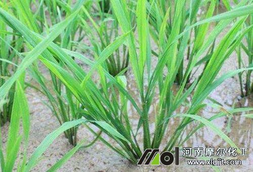 水稻僵苗現(xiàn)象表現(xiàn) 水稻僵苗現(xiàn)象表現(xiàn)