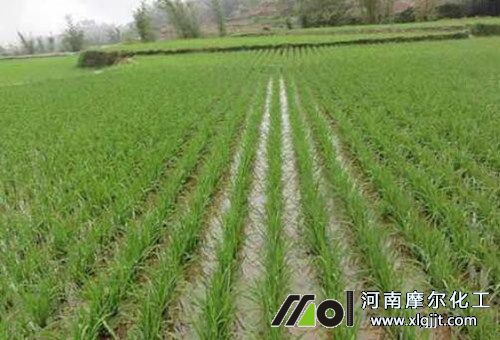 水稻僵苗原因 水稻僵苗原因