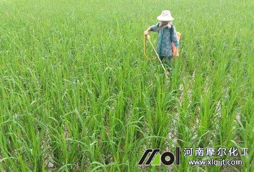 緩解水稻僵苗葉面肥 緩解水稻僵苗葉面肥