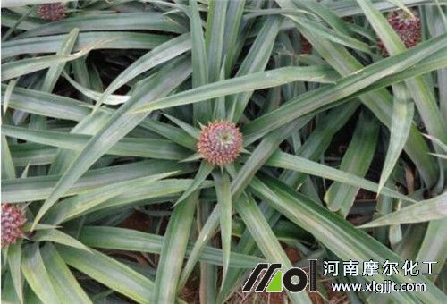 菠蘿葉面肥用法 菠蘿葉面肥用法