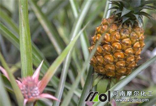 菠蘿追肥注意 菠蘿追肥注意