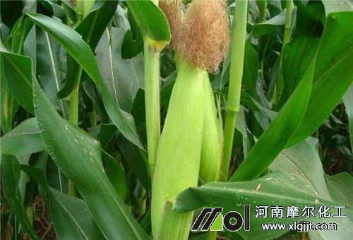 玉米種植肥料選擇 玉米種植肥料選擇