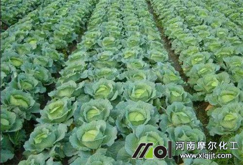 葉菜類蔬菜 葉菜類蔬菜