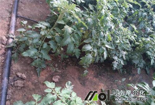 預(yù)防番茄不空果澆足水 預(yù)防番茄不空果澆足水