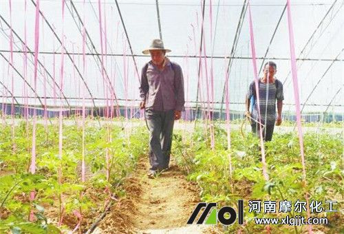 預(yù)防番茄不空果追好肥 預(yù)防番茄不空果追好肥