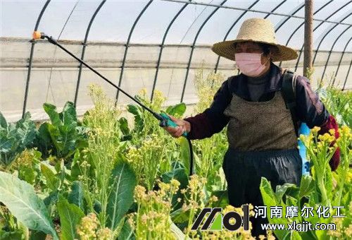 冬季葉面肥用法 冬季葉面肥用法