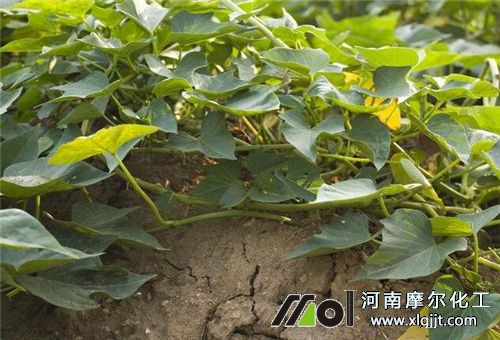 讓植物葉片增厚的葉面肥 讓植物葉片增厚的葉面肥