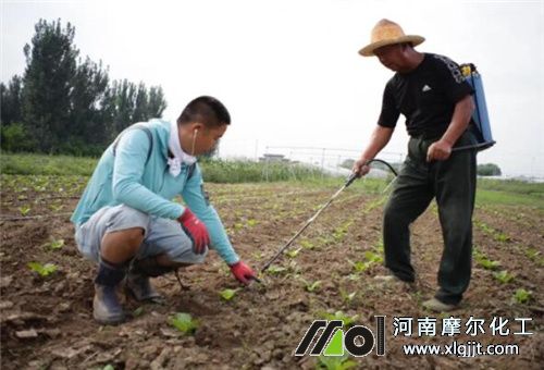 蔬菜葉面肥噴施誤區(qū) 蔬菜葉面肥噴施誤區(qū)