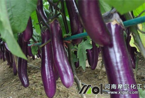 受凍蔬菜不能用肥料 受凍蔬菜不能用肥料