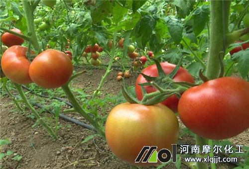 受凍蔬菜不能用肥料 受凍蔬菜不能用肥料