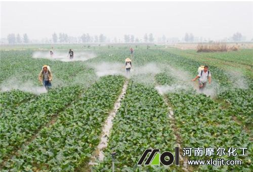 蔬菜葉面肥使用時間 蔬菜葉面肥使用時間