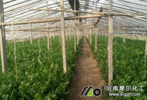 芹菜大棚種植 芹菜大棚種植