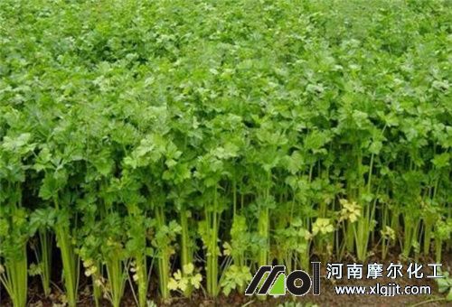 芹菜追肥 芹菜追肥