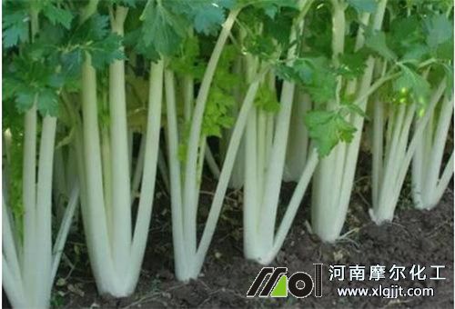 葉面肥用法 葉面肥用法