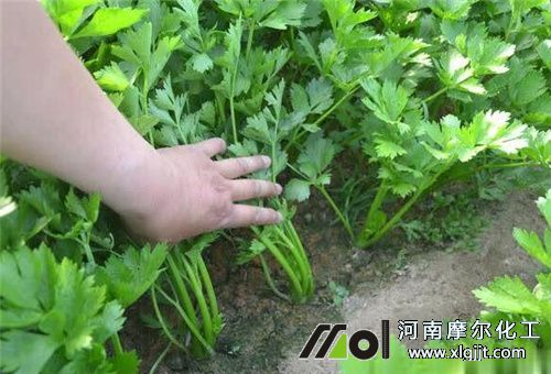 芹菜追肥注意 芹菜追肥注意