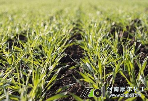 小麥返青期施肥 小麥返青期施肥