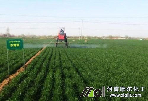 小麥返青期施肥 小麥返青期施肥